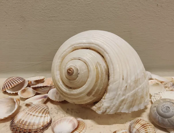 Muscheln_ergebnis